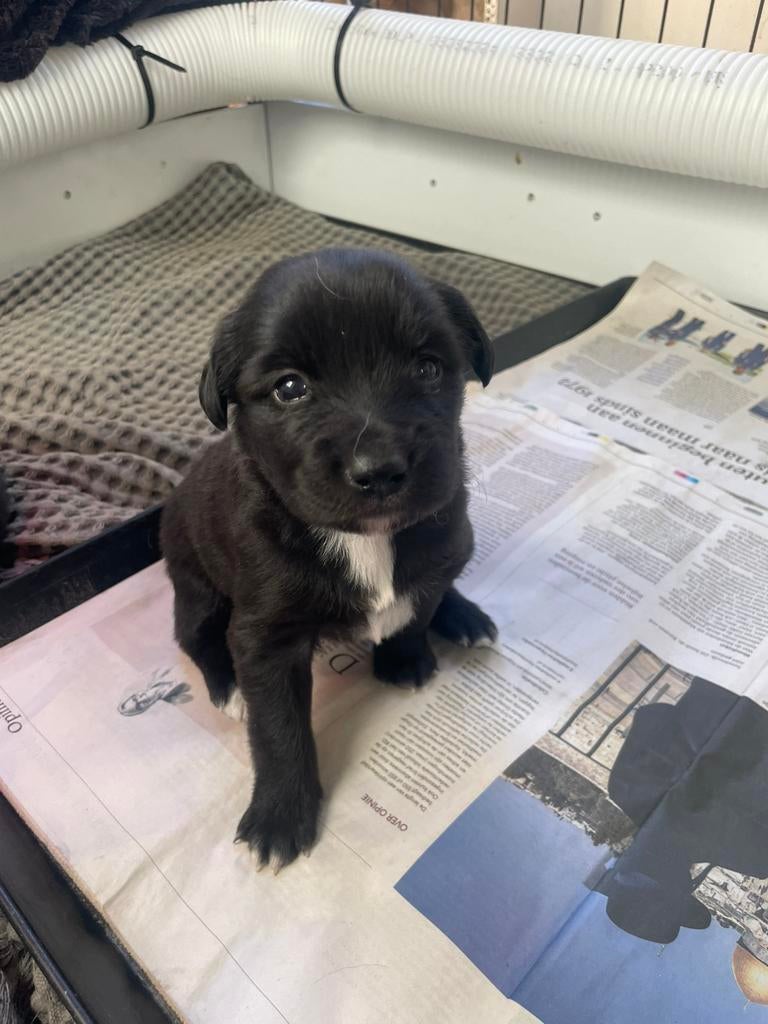 Lieve border collie x pups, 8 tot 15 weken, Parvo, Meerdere, Meerdere dieren
