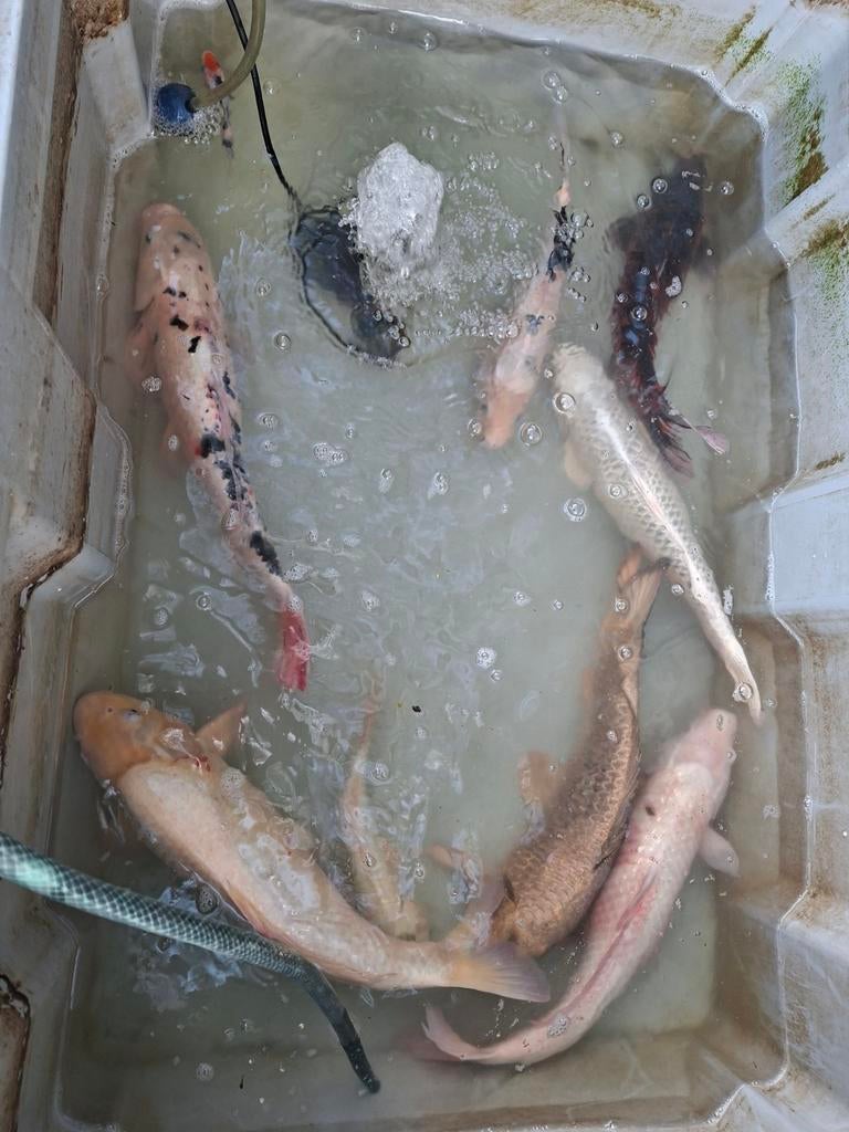 Koi karpers koi's 8 stuks vijvervissen, Dieren en Toebehoren, Vissen | Vijvervissen, Karper of Koi