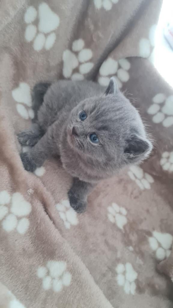 Britse korthaar kittens, Dieren en Toebehoren, Katten en Kittens | Raskatten | Korthaar, Meerdere dieren