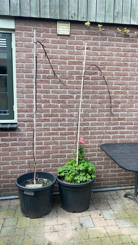 Druiven planten, Ophalen of Verzenden, 100 tot 250 cm, Overige soorten, Zomer