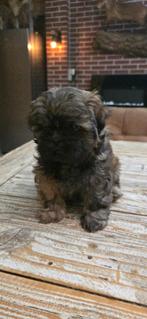 Nog 2 mooie shih-tzu pups, Dieren en Toebehoren, Honden | Chihuahua's en Gezelschapshonden, Parvo, Overige rassen, 8 tot 15 weken