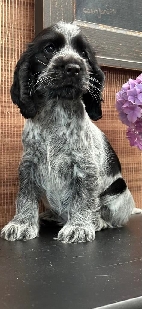 Engelse cockerspaniel pup met stamboom, Dieren en Toebehoren, Honden | Retrievers, Spaniëls en Waterhonden, Parvo, 8 tot 15 weken