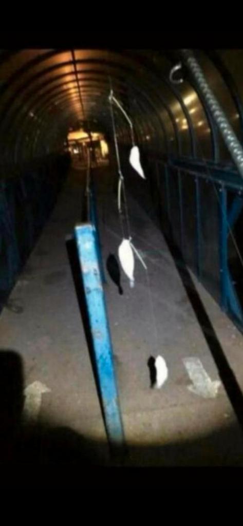 Tong paternosters vislijn  10st €22,50 + gratis verzending, Ophalen of Verzenden, Nieuw, Vislijn