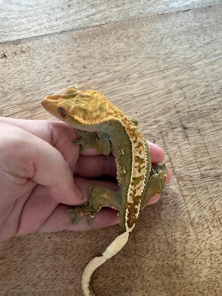 Wimpergekko man Crested Gecko - male for sale from nina5403