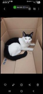 GEZOCHT mijn lieve katten