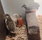 Broedeieren Chinese dwergkwartel, Dieren en Toebehoren, Vogels | Overige Vogels