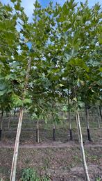 Plantanen bomen en meerstammige platanus, Ophalen of Verzenden, Volle zon, Overige soorten