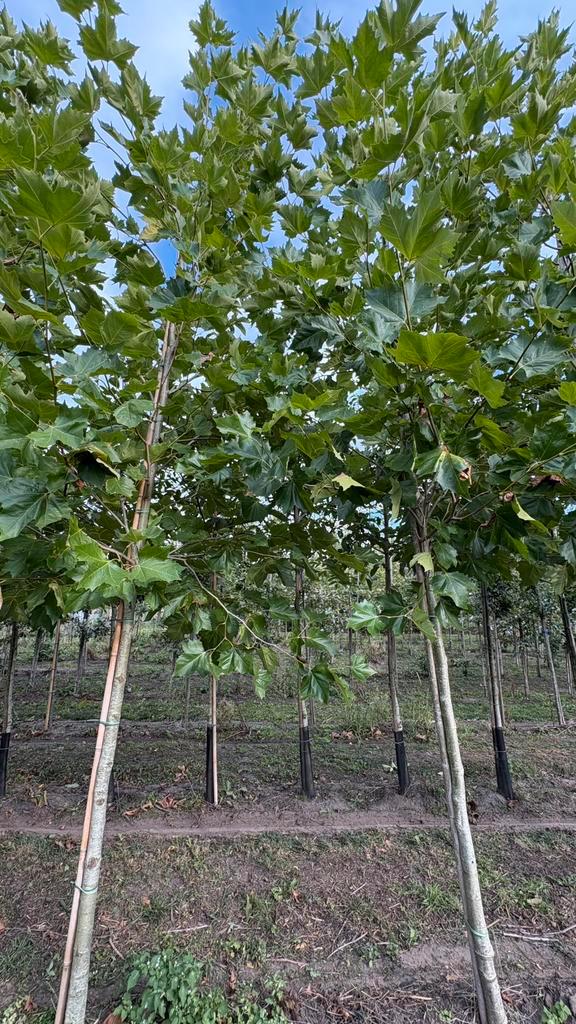 Plantanen bomen en meerstammige platanus, Tuin en Terras, Planten | Bomen, Overige soorten, Volle zon, Ophalen of Verzenden