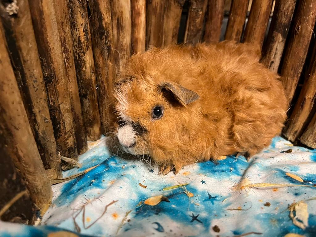 Super lief baby cavia koppel !, Dieren en Toebehoren, Knaagdieren, Meerdere dieren, Tam, Maart, Cavia