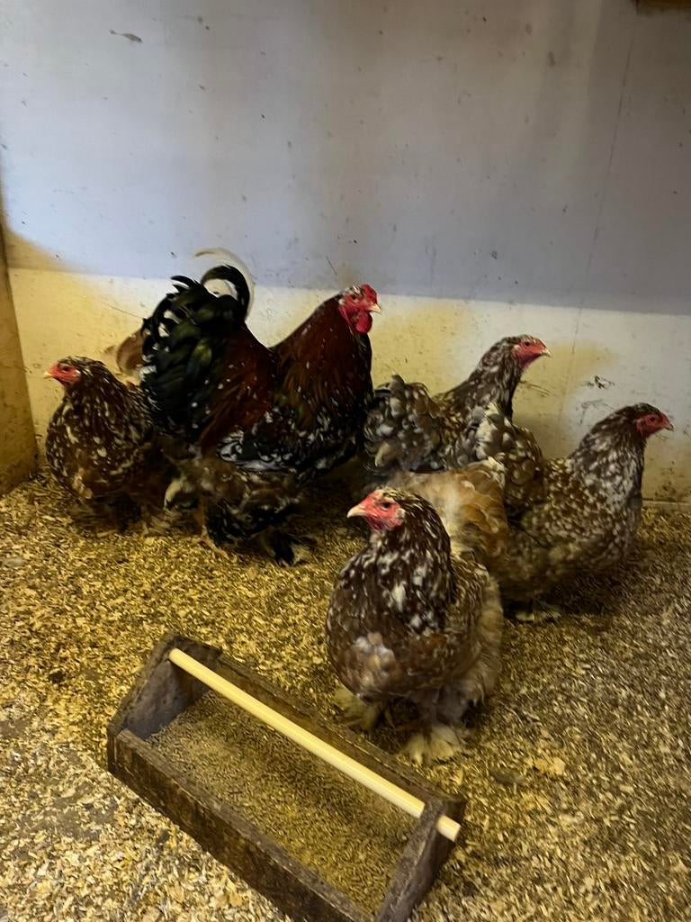 Brahma groot foktoom porselein, Dieren en Toebehoren, Pluimvee, Meerdere dieren, Kip