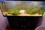 Aquarium 180 liter panorama incl. toebehoren, Ophalen, Zo goed als nieuw, Gevuld zoetwateraquarium