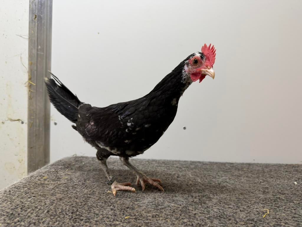 Trio friese kriel zwartbont, Dieren en Toebehoren, Pluimvee, Meerdere dieren, Kip