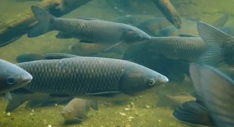 Graskarper - Graskarpers - ca 25 / 30 cm - Koidream Valburg, Karper of Koi