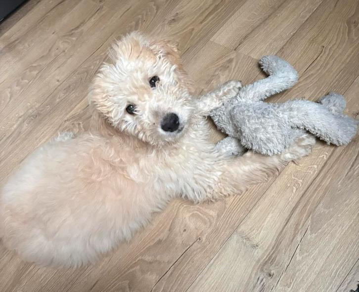 Australian labradoodle pup mini, Dieren en Toebehoren, Honden | Retrievers, Spaniëls en Waterhonden, Reu, Overige rassen, Particulier