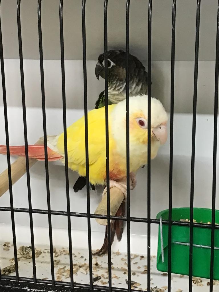 Pyrrhura molinae lutino, Dieren en Toebehoren, Vogels | Parkieten en Papegaaien, Parkiet, Meerdere dieren, Geringd