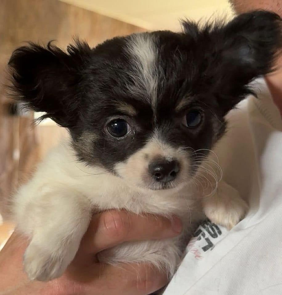 Lieve eigenwijze chihuahua pup, Parvo, 8 tot 15 weken, Meerdere, Meerdere dieren