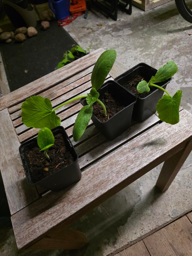 Courgette planten, Tuin en Terras, Planten | Tuinplanten, Ophalen, Eenjarig, Groenteplanten, Volle zon