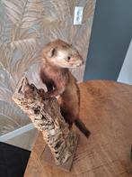 Opgezette Marter, Verzamelen, Dierenverzamelingen, Ophalen of Verzenden, Zo goed als nieuw, Vogel, Opgezet dier