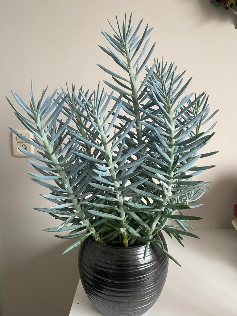 Makkelijke kamerplant in pot, Ophalen, Vetplant, In pot, Minder dan 100 cm