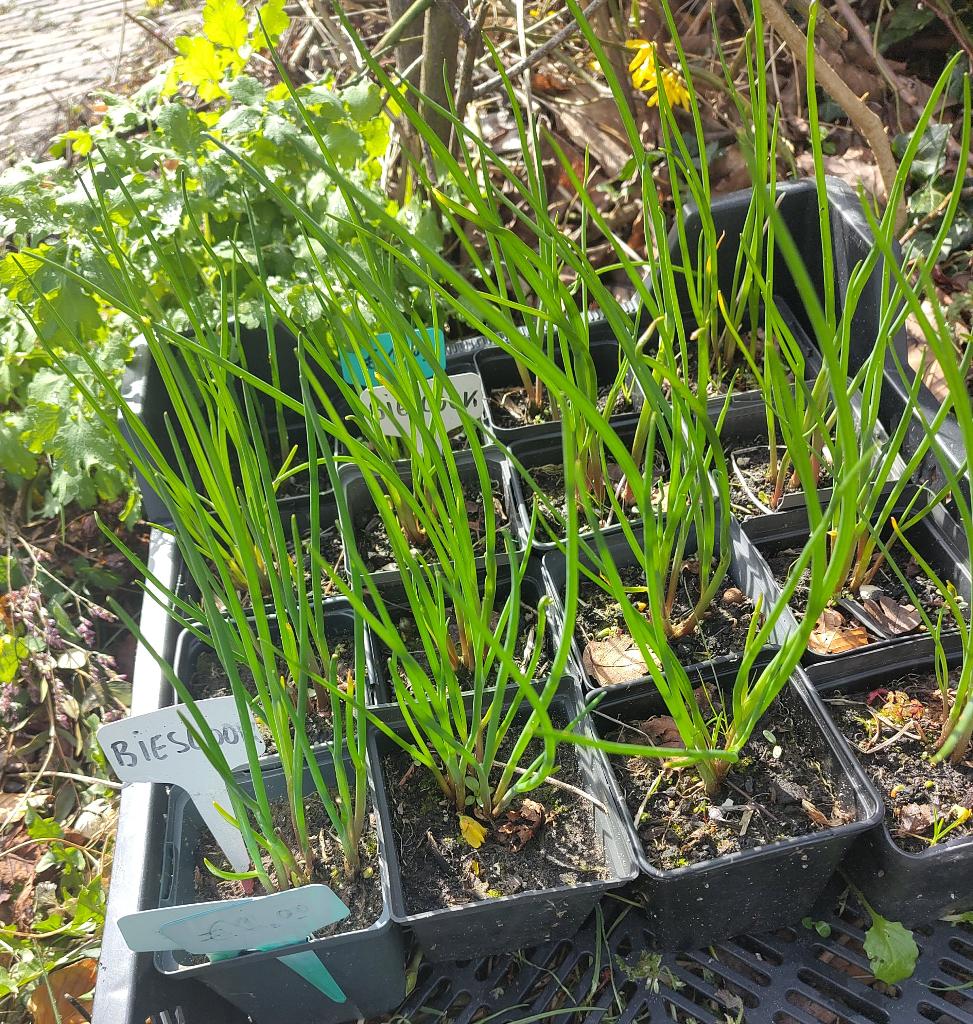 Tuin = Groente = Bieslook - Allium Schoenoprasum, Ophalen, Vaste plant, Groenteplanten, Volle zon