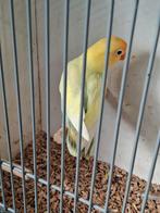 Ficheri opaline en opaline turquoise pale fallow en splitten, Dieren en Toebehoren, Vogels | Parkieten en Papegaaien, Meerdere dieren