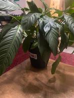 mooie bloem, Huis en Inrichting, Ophalen, Zo goed als nieuw