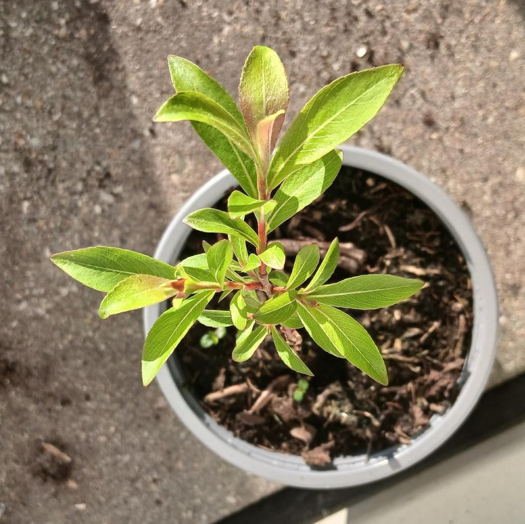 Salix purpurea, Ophalen, Overige soorten, Halfschaduw