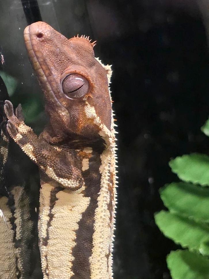 Wimpergekko- crested gecko- Correlophus ciliatus Crested Gecko - unknown for sale from MiSa