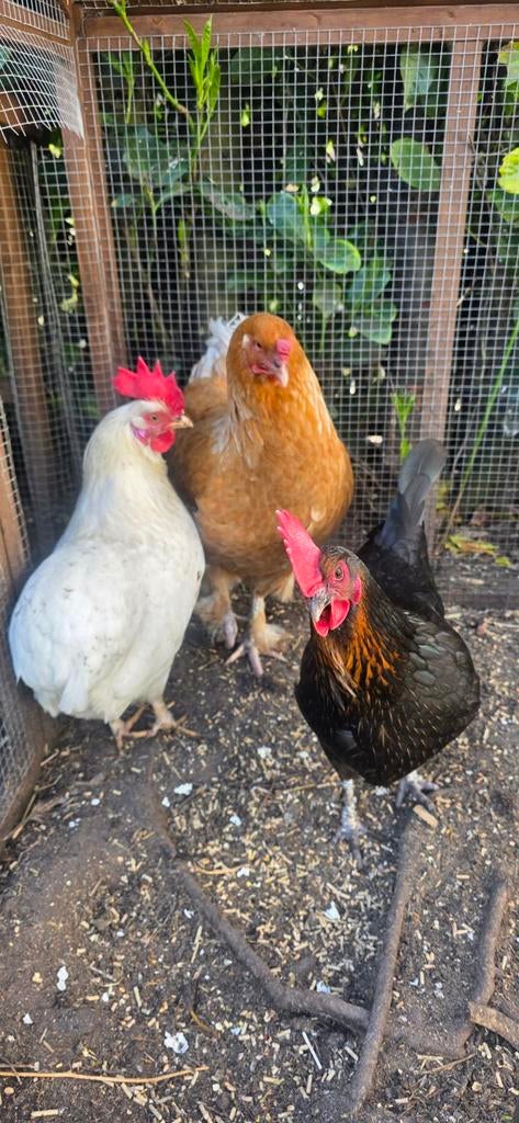 3 legkippen, Vrouwelijk, Kip