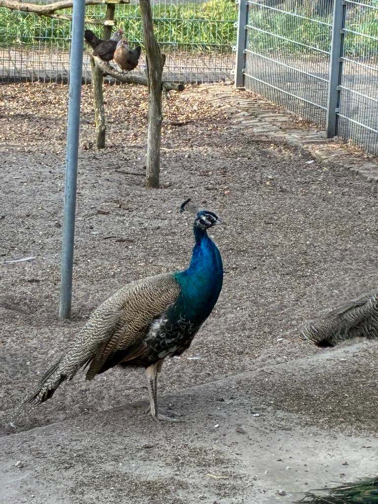 jonge pauw haan blauw koop of ruil, Dieren en Toebehoren, Pluimvee, Mannelijk, Kip