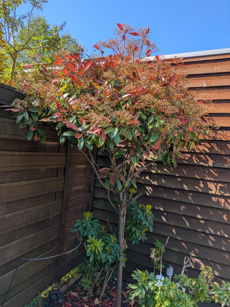 Prachtige grote Glansmispel ('Red Robin') - 220 cm, Tuin en Terras, Vaste plant, Halfschaduw, Lente, Ophalen