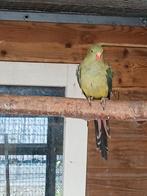 Te koop een mooie bergparkiet pop, Dieren en Toebehoren, Vrouwelijk, Parkiet, Geringd
