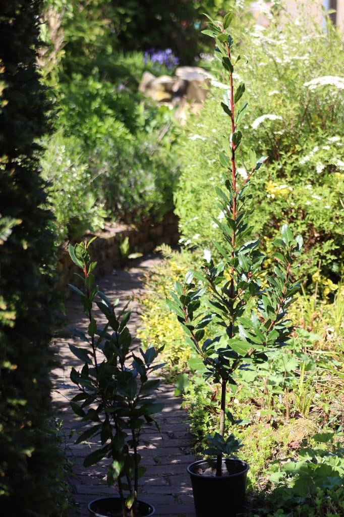 Echte Laurier (laurus nobilis0, Tuin en Terras, Planten | Bomen, Ophalen, Bloeit niet, Halfschaduw, Overige soorten