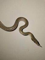 Gonyosoma boulengeri, Slang, 0 tot 2 jaar