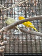 Mooi koppeltje Kakariki’s, Meerdere dieren, Parkiet