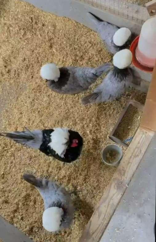 Hollands kuifhoen hennen, Dieren en Toebehoren, Pluimvee, Vrouwelijk, Kip