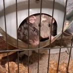 Gezocht: rattenkooi, Dieren en Toebehoren, Ophalen of Verzenden