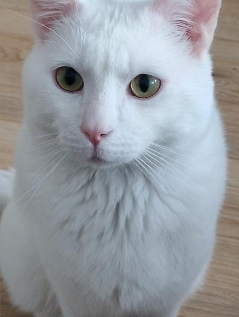 Kat, Dieren en Toebehoren, Kater, Gechipt, 0 tot 2 jaar