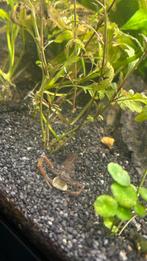 Rode schaar garnalen, Dieren en Toebehoren, Ophalen, Plant(en), Steen of Hout