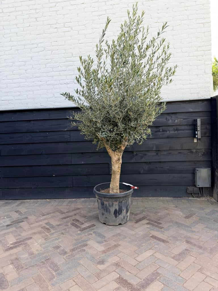 Olijfboom stamomtrek 30/40 cm, Tuin en Terras, Planten | Bomen, Volle zon, Ophalen of Verzenden, 100 tot 250 cm, Olijfboom