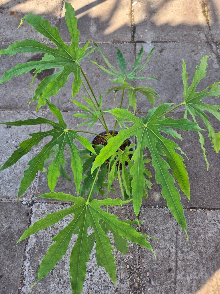 Fatsia polycarpa Green Fingers p21 (5), Tuin en Terras, Ophalen of Verzenden, Overige soorten, Volle zon