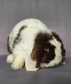 NHD / dwerghangoor voedster - choco split, Vrouwelijk, Dwerg, Hangoor