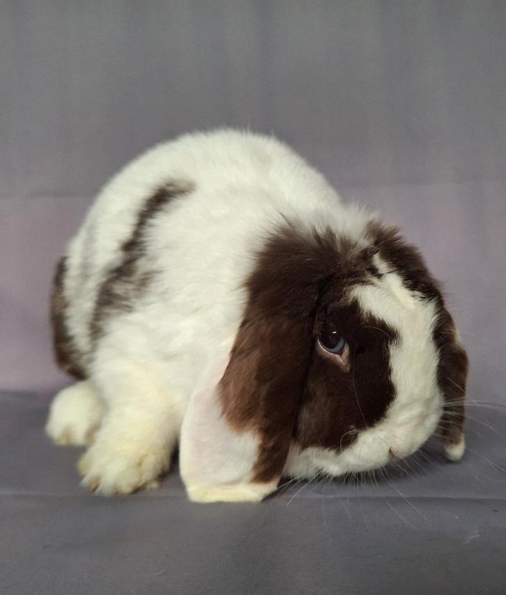 NHD / dwerghangoor voedster - choco split, Dieren en Toebehoren, Konijnen, Dwerg, Vrouwelijk, Hangoor