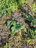 Framberry stekjes - Unieke aardbei-framboos hybride, Volle zon, Vaste plant, Ophalen of Verzenden, Fruitplanten