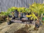 Partij Palmen, Olijfbomen & Bloembakken - Alles in 1 koop, Tuin en Terras, Planten | Tuinplanten, Overige soorten, Volle zon, Vaste plant