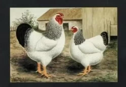 Pluimvee Kippen Wyandotte Columbia Boerderij, Van Gink, Ophalen of Verzenden, 1980 tot heden, Ongelopen, Vogel