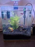 Aquarium kubus met vissen, Ophalen, Zo goed als nieuw, Gevuld zoetwateraquarium