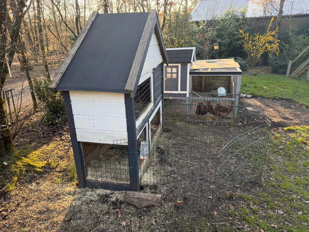 2 konijnen incl hok, Dieren en Toebehoren, Meerdere dieren, Middelgroot, 0 tot 2 jaar