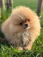 Bearface pomeranian pup | Pomeriaan | reutje, Dieren en Toebehoren, Particulier, Keeshond, 15 weken tot 1 jaar, Reu