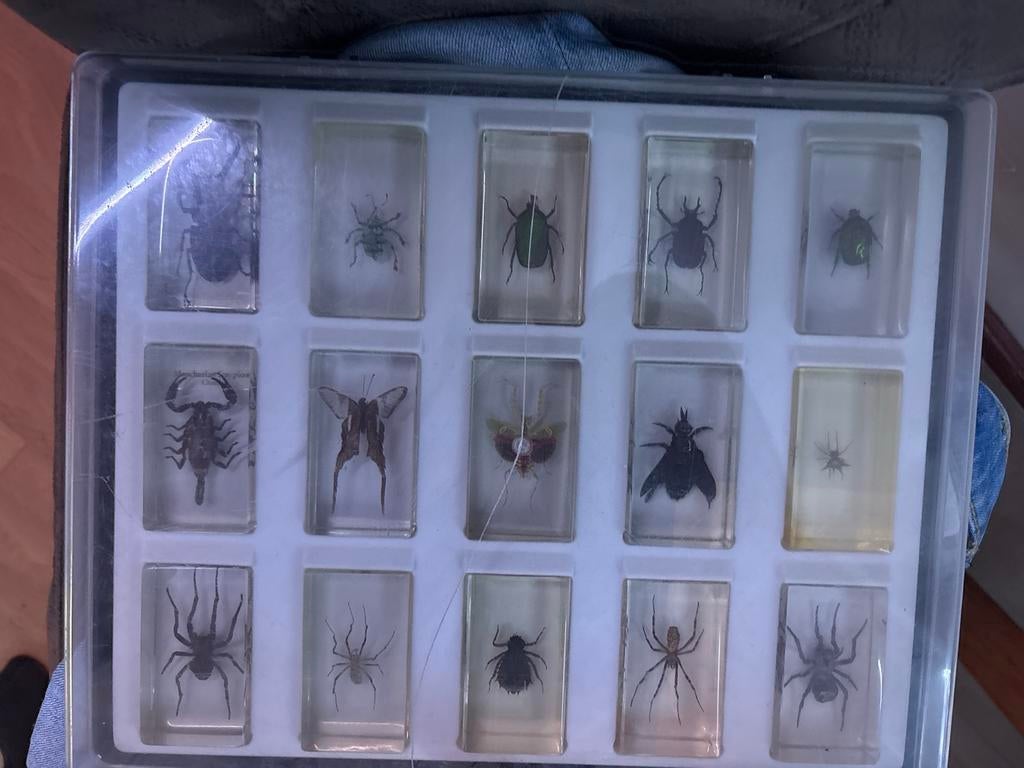 Insecten opgezet in glas, Dieren en Toebehoren, Insecten en Spinnen, Overige soorten